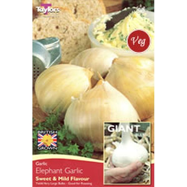 2 Elephant garlic