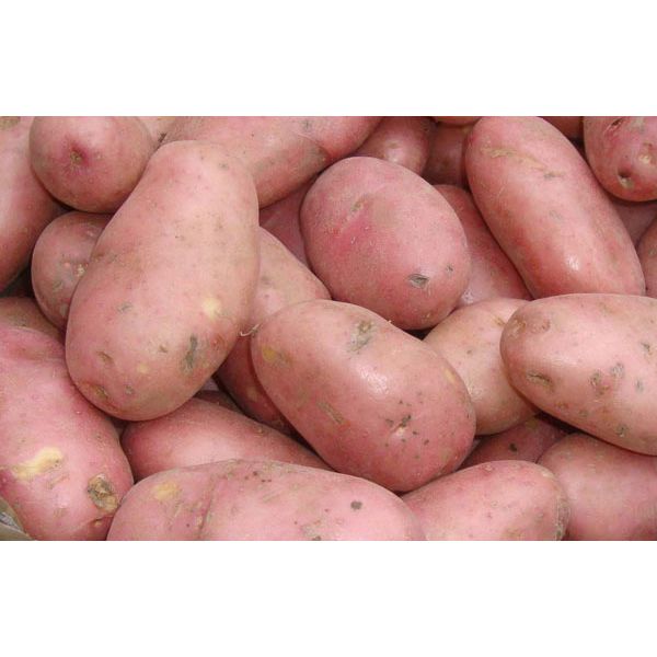 10 Desiree Potatoes