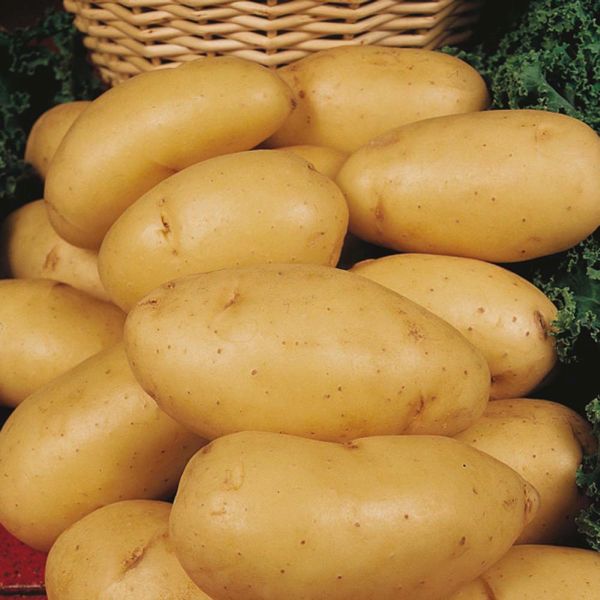 10 Charlotte Second Early Potatoes