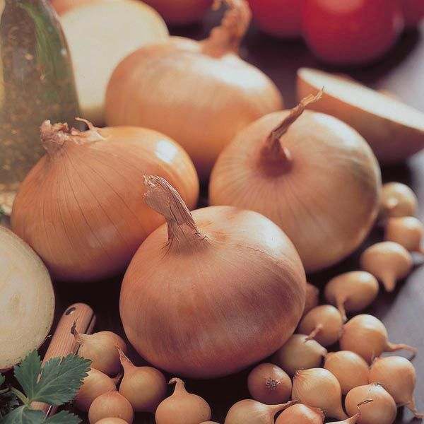 Seed potatoes & Onion Sets