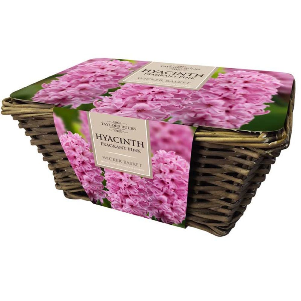 Large Pink Hyacinth Basket