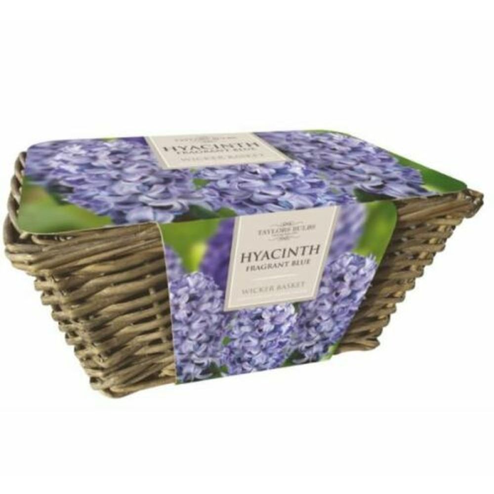 Large Blue Hyacinth Basket