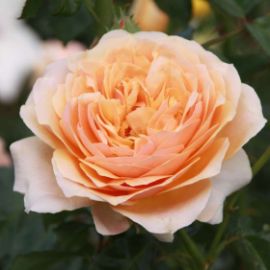 St Richard Of Chichester 5.5l- Harkness Rose