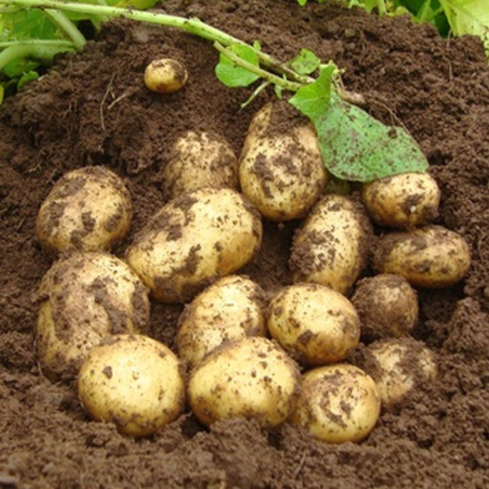 Premiere 2kg First Early Potatoes