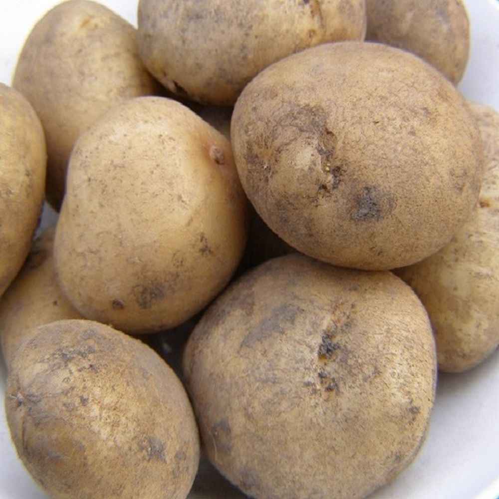 British Queen 2kg Second Early Potatoes