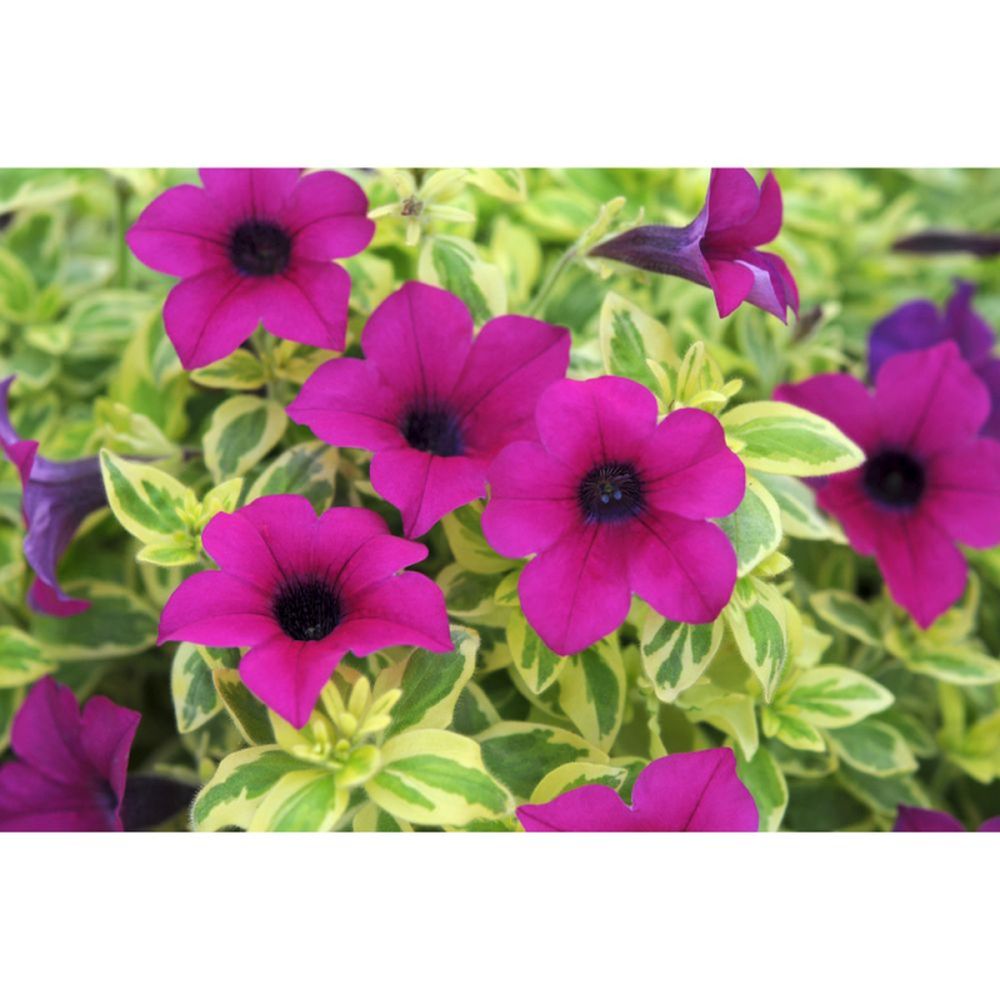 Petunia Variegated Purple