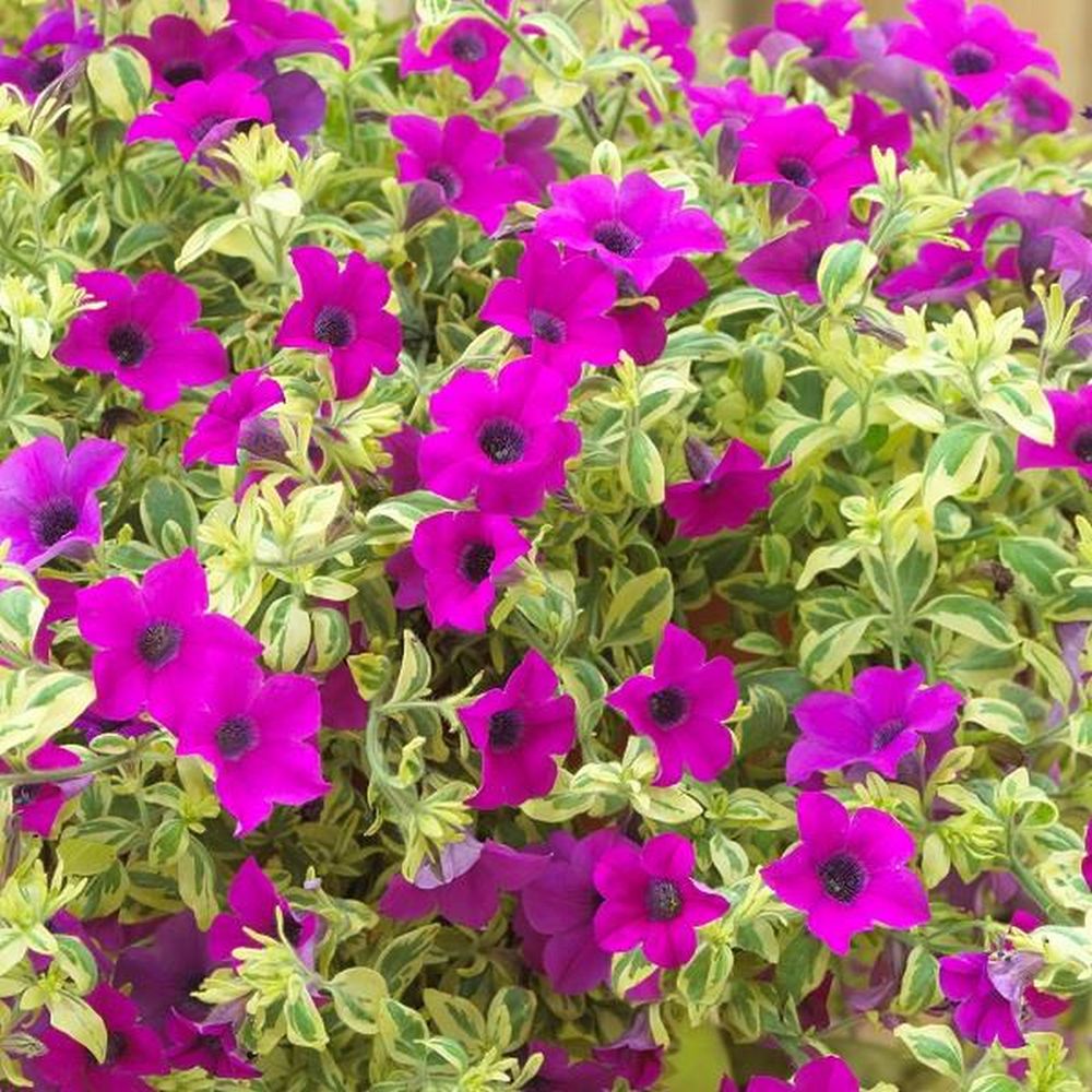 Purple Variegated Petunia 1ltr