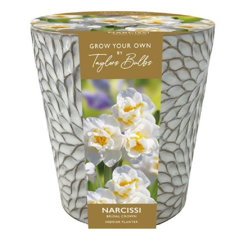 Indoor Narcissus Ceramic Planter
