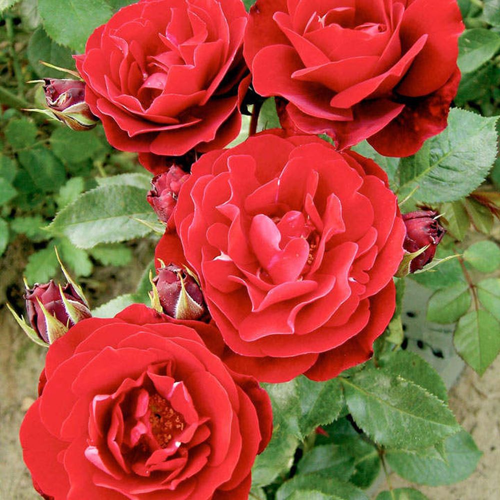 Bush Rose- Red Abundance - Harkness scented english roses - Busy Bee