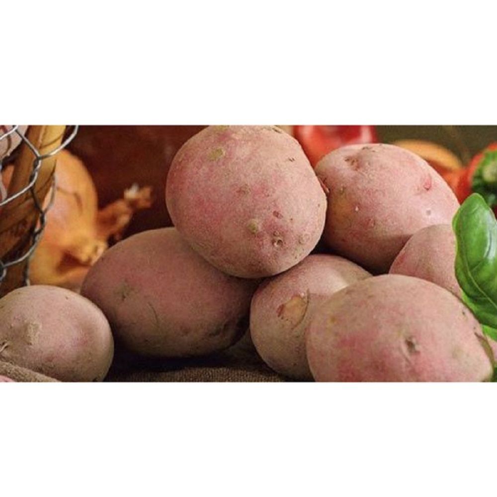 10 Caledonian Pearl Seed Potatoes