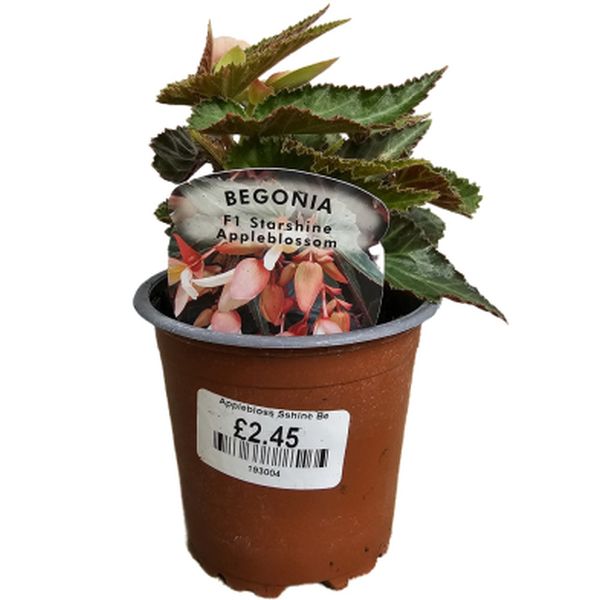 Begonia