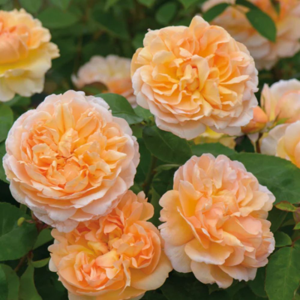 The Lady Gardener 6L English Shrub Rose