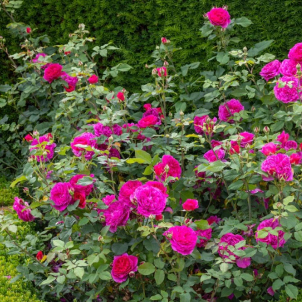 Gabriel Oak Fragrant English Rose