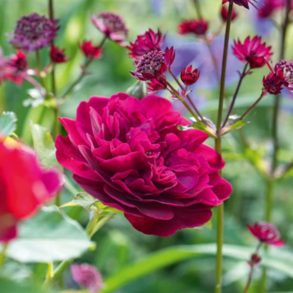 Darcy Bussell Fragrant English Rose