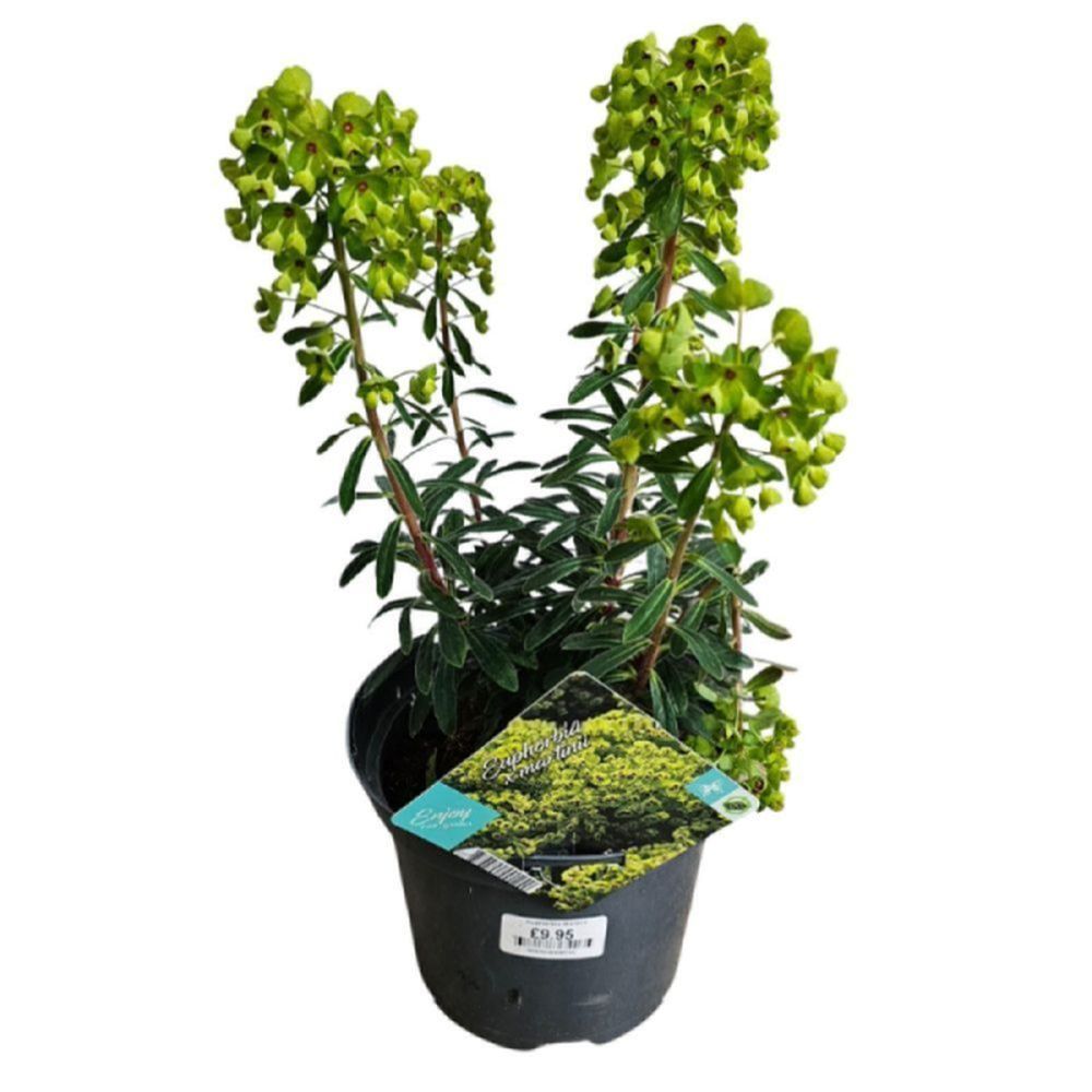Euphorbia Martinii