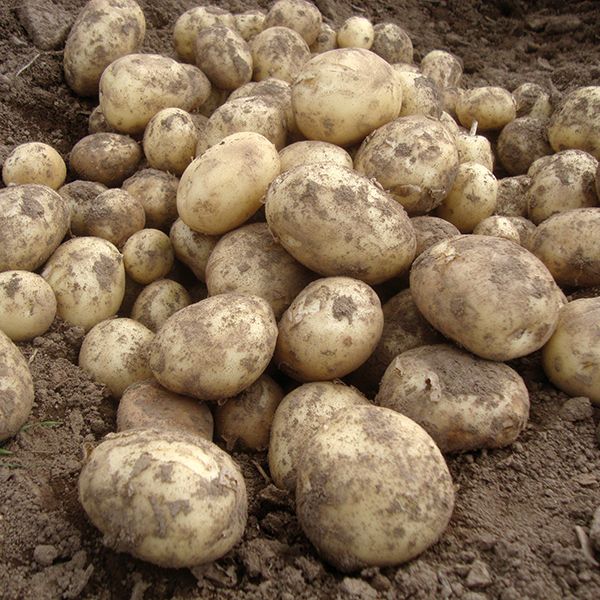 10 Gemson Second Early Potatoes