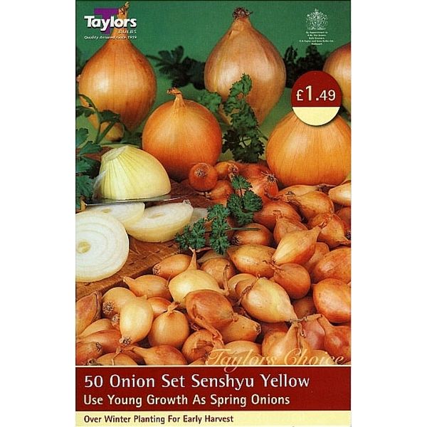 50 Senshyu yellow