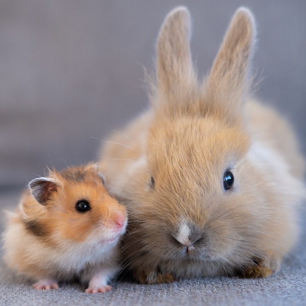 Rabbit & Hamsters