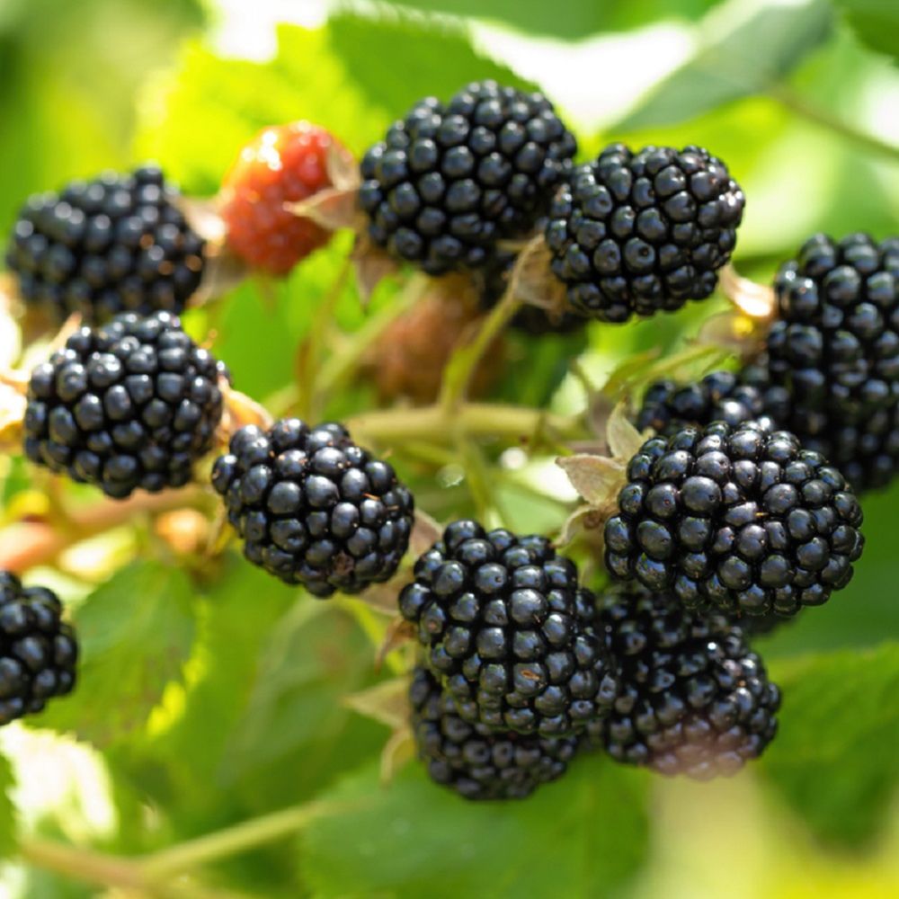 Rubus Fruticosa (Thornless Blackberry)