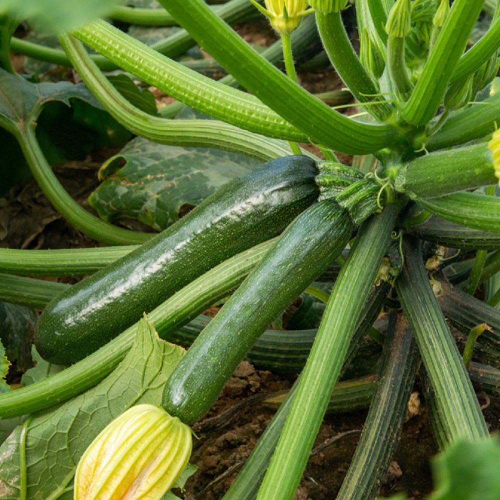 Courgette Midnight