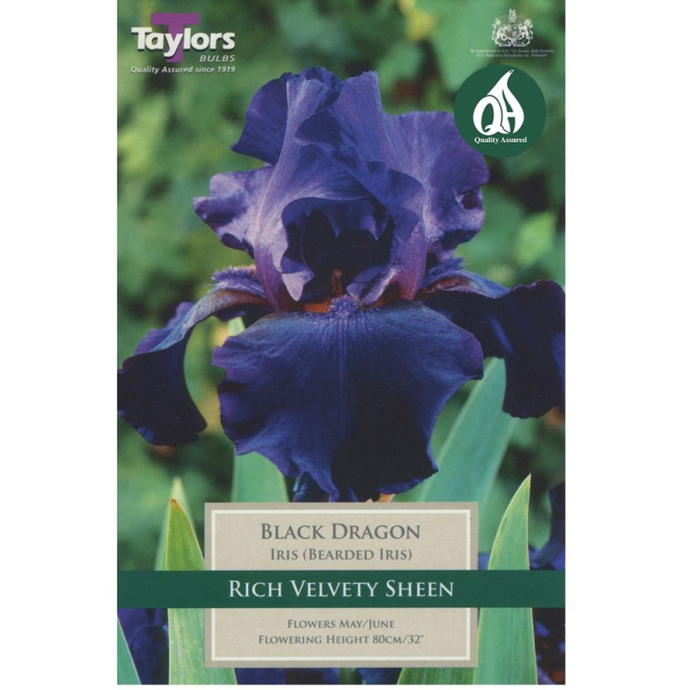 Iris Black Dragon