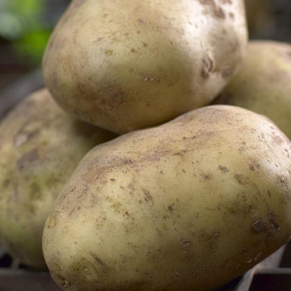 Saxon 2kg Second Early Potatoes